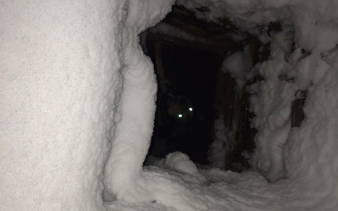 Жители Сыктывкара спасли собаку, которая провалилась в картофельную яму