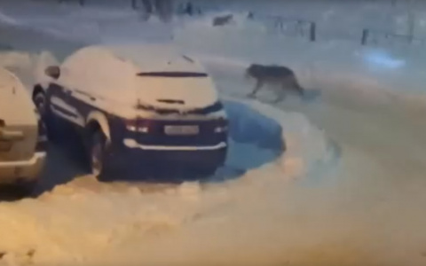 Сыктывкарцев напугал зверь, который разгуливал по их двору (видео)