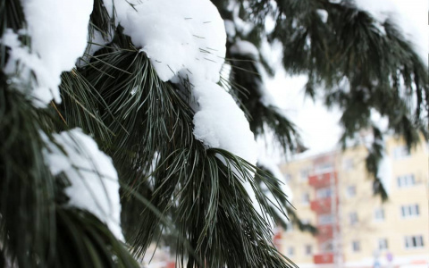 Фото дня в Сыктывкаре: частичка леса в сердце города