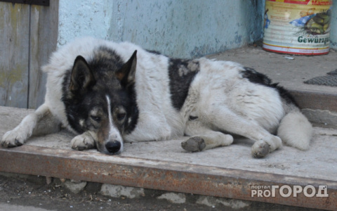 В России запретили выгуливать «опасных собак» без поводка и намордника
