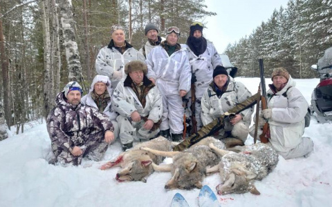 В Коми охотники настигли трех волков сразу (фото)