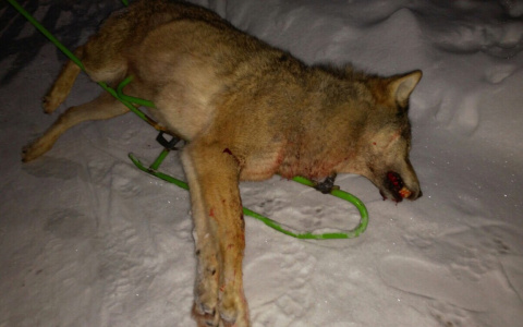 Житель Коми выследил волчицу, которая пришла в его село (фото)