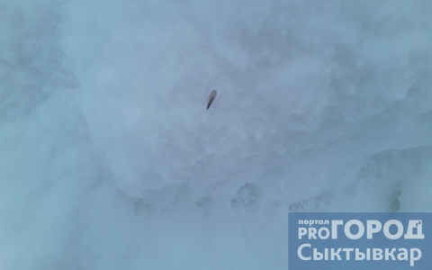 Фото дня в Сыктывкаре: живой комар на январском снегу