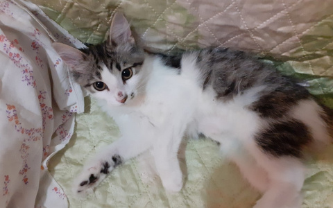 Белоснежная Пелагея, черный Уголек и безымянный котенок: животные из приюта ищут новый дом в Сыктывкаре