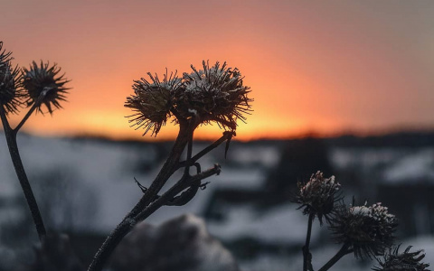 Фото дня в Сыктывкаре: безмятежность зимней природы в свете заката