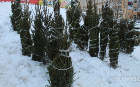 Сыктывкарские активисты нашли применение «отработанным» новогодним елкам