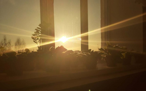 Фото дня в Сыктывкаре: домашний сад в лучах утреннего солнца