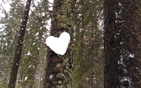 Погода в Сыктывкаре на 26 января: морозы усиливаются