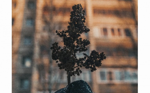 Фото дня: скрытая красота сыктывкарских многоэтажек