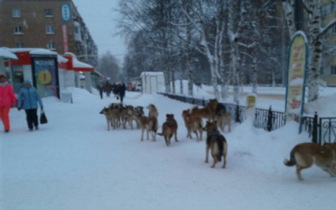В Коми свора собак накинулась на человека (фото)