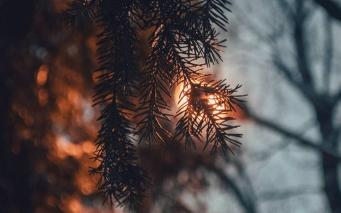 Фото дня от сыктывкарца: необычная красота в обычных вещах