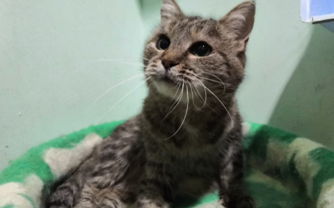 Печальная Мурлыка, упитанный Тик-Так и прекрасная Лия: животные из приюта ищут новый дом в Сыктывкаре