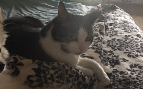 Сыктывкарка: «Ветеринар порвала кишечник моему коту»
