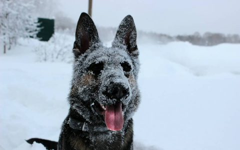 Фото дня в Сыктывкаре: снежная овчарка или простые собачьи радости
