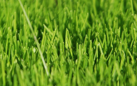 Семена, грунт и садовый инструмент: где купить все для дачи в Сыктывкаре