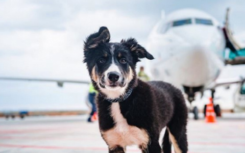 В России предлагают покупать животным билеты на самолет