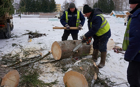 Выяснилось, куда денут главную новогоднюю ель Сыктывкара