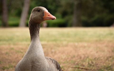 В Коми гуси помогли раскрыть нелегальную продажу спирта