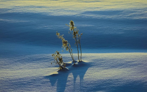 Фото дня от сыктывкарца: простой зимний пейзаж