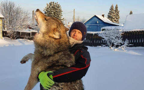 В Коми застрелили огромного 50-килограммового волка (фото)