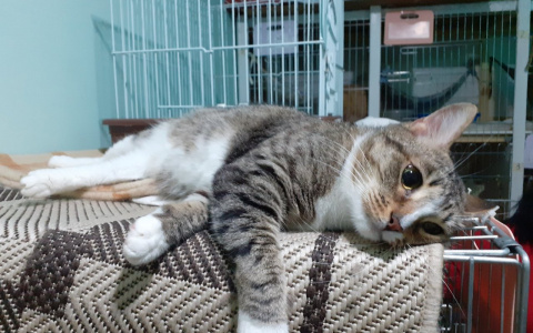 ​​​​​​​Прекрасная Тея, пушистая Осения и милый Сержик: животные из приюта ищут новый дом в Сыктывкаре