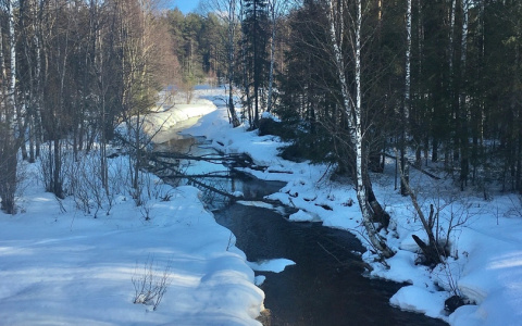 Фото дня от сыктывкарца: дикий ручей, пробужденный от зимнего сна