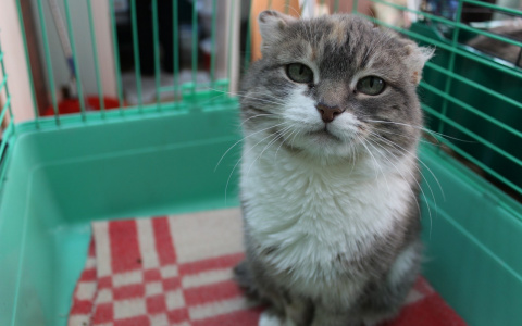 Милый уголек, задумчивая Марфа и яркая Клякса: животные из приюта ищут новый дом в Сыктывкаре