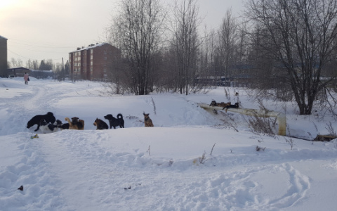 В Коми на отлов бродячих собак потратят полмиллиона рублей