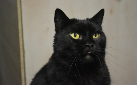 Гарри, Милка и Тайсон: животные из приюта ищут новый дом в Сыктывкаре