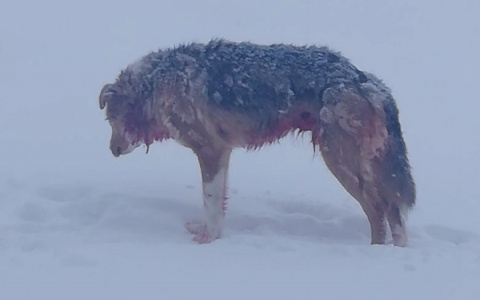 Итоги недели в Коми: Спасти Гиену, ночь в школе и кладбищенская путаница