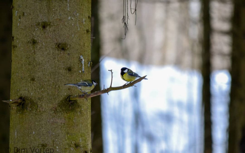 Фото дня в Сыктывкаре: озорные синицы в объективе горожанина