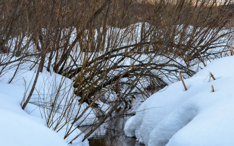 Фото дня от сыктывкарца: зимний ручей открывается после зимней спячки