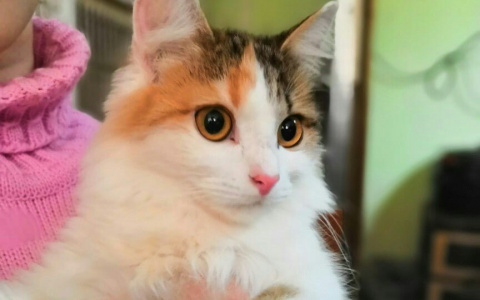 Бруно, Сильвия и Мурка: животные из приюта ищут новый дом в Сыктывкаре