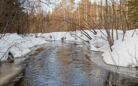 Фото дня в Сыктывкаре: весенний ручей в лесу