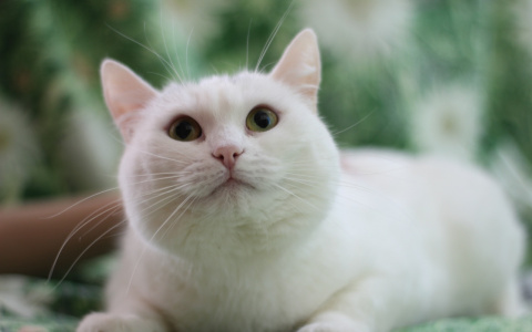 Белоснежная Тася, скромная Эмма и маленькая Чита: животные из приюта ищут новый дом в Сыктывкаре