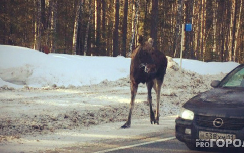 Житель Коми не успел застрелить раненого лося и получил штраф на 240 тысяч рублей