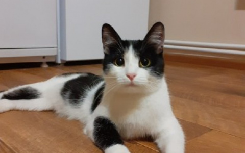 Игривый Макс, плюшевая Пандора и милая Барбариска: животные из приюта ищут новый дом в Сыктывкаре