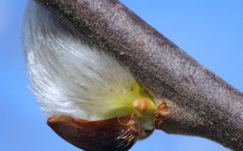 Погода в Сыктывкаре на 13 апреля: солнечно и почти без осадков