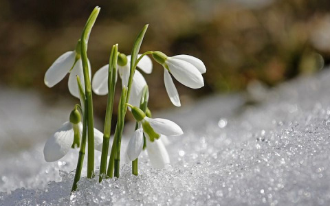 Погода в Сыктывкаре на 14 апреля: тепло и солнечно