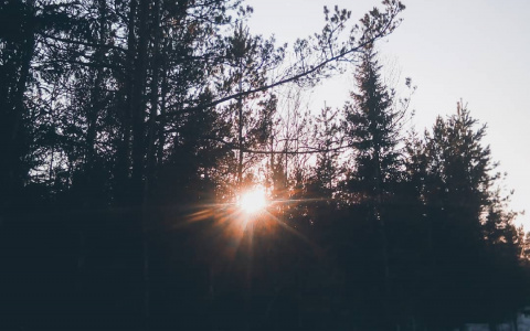 Фото дня в Сыктывкаре: самоизоляция и свежий лесной воздух