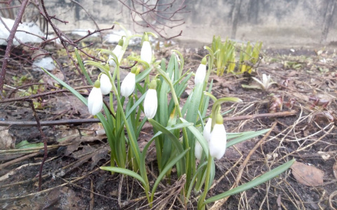 Фото дня в Сыктывкаре: ослепительная красота белых подснежников