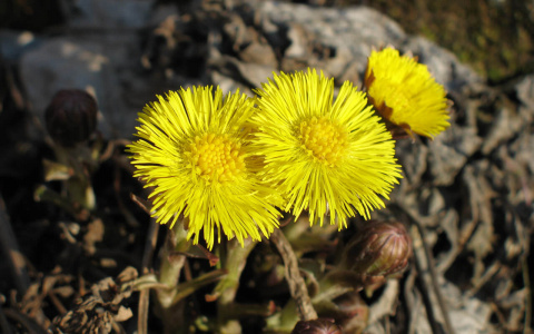 Фото дня в Сыктывкаре: солнечные вестники весны