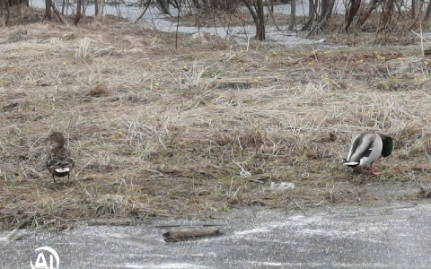 Фото дня в Сыктывкаре: в безлюдный город вернулись дикие утки