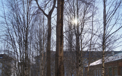 Фото дня в Сыктывкаре: солнце «запуталось» в ветках деревьев