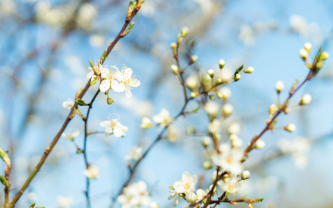 Погода в Сыктывкаре на 28 апреля: тепло и немного облачно