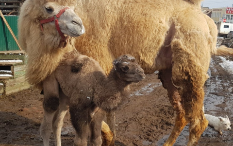 Жители Коми голосуют за имя для сыктывкарского верблюжонка