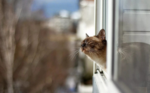 Погода в Сыктывкаре на 29 апреля: солнце, небольшой дождь и северный ветер