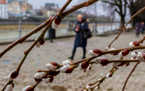 Погода в Сыктывкаре на 30 апреля: небольшой дождь и слабый ветер