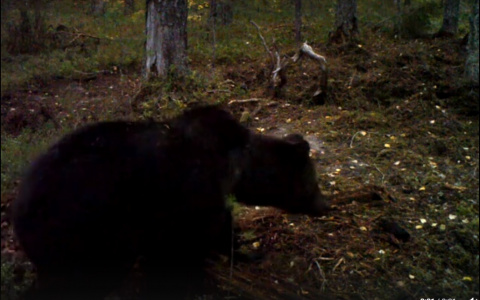 В коми заповеднике объявился медведь-каннибал