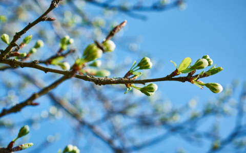 Синоптики Коми рассказали, какой будет погода в мае